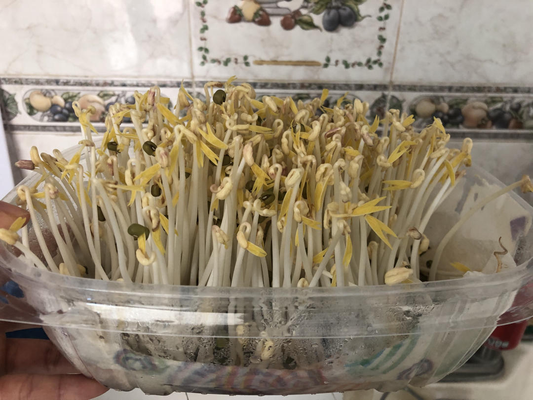 自发豆芽
