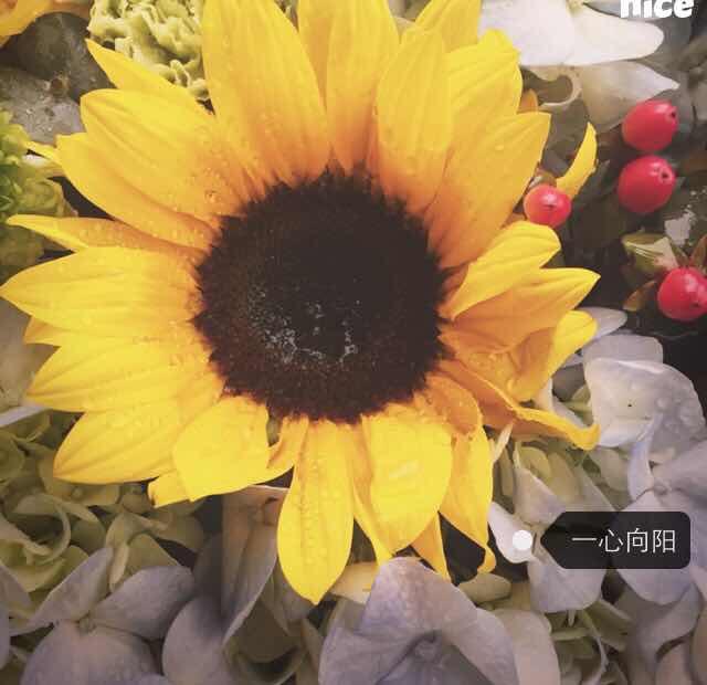 太阳妈杂货铺