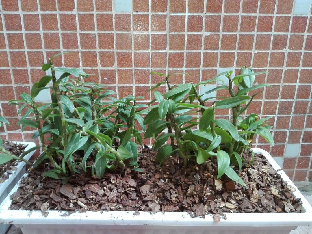 在阳台养花种草

是一种生活情趣