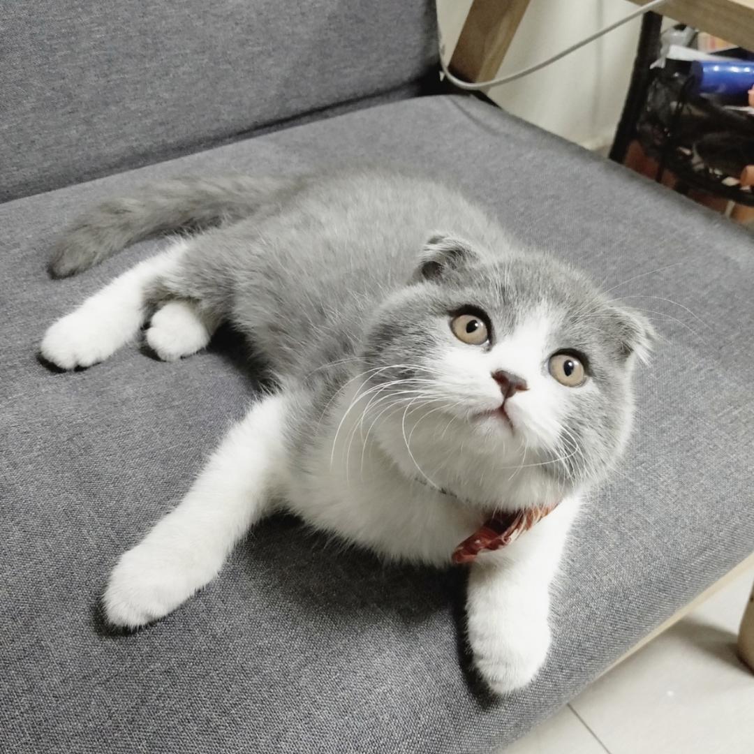 仙倌yimida