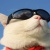 猫井xxy