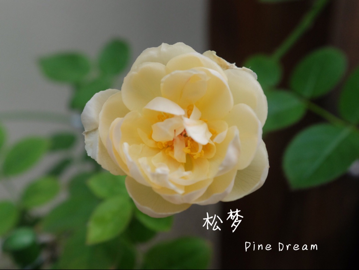 就像花一样开，灿烂又美好