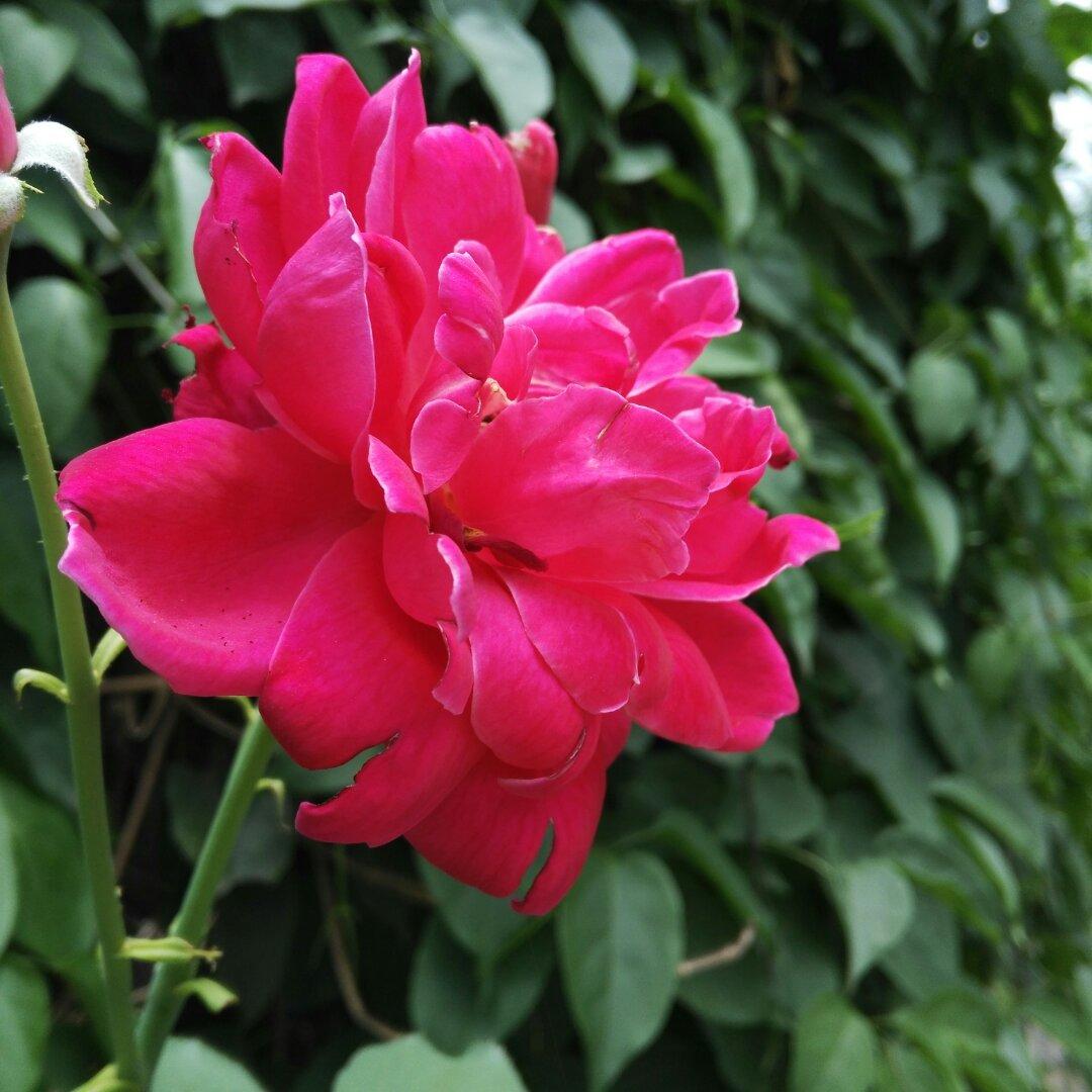 快乐天使学煮菜