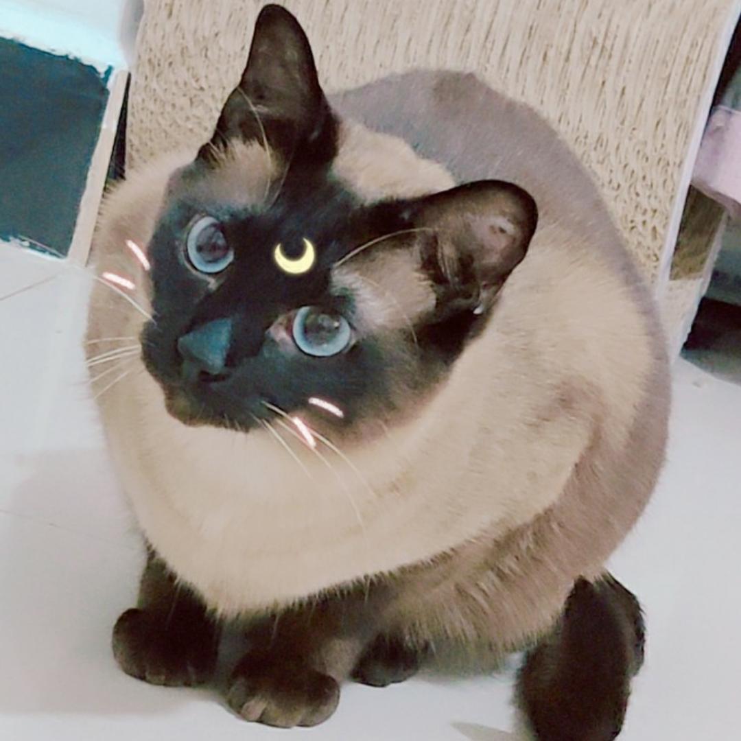 麻辣兔頭
