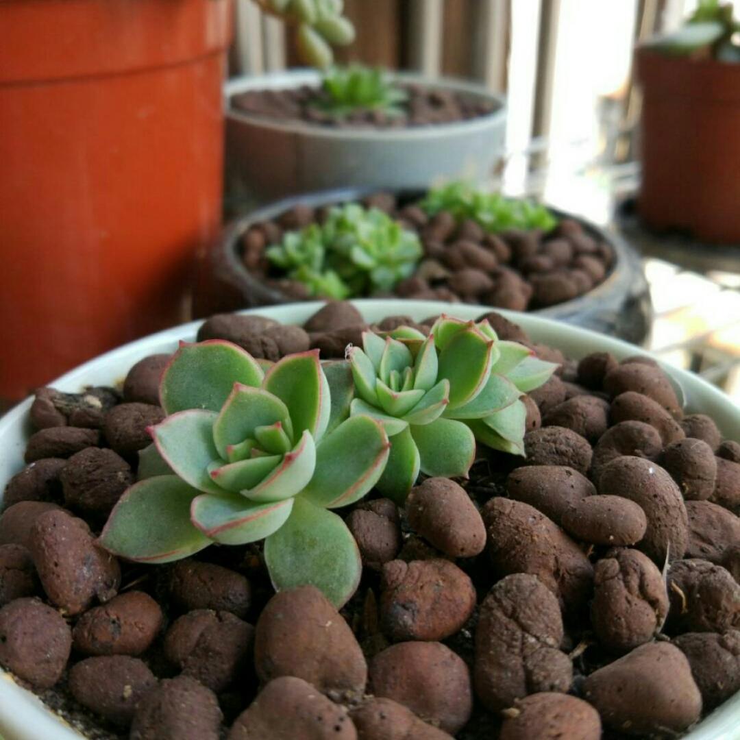 小熙熙---