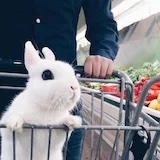 爱买买买的美食兔