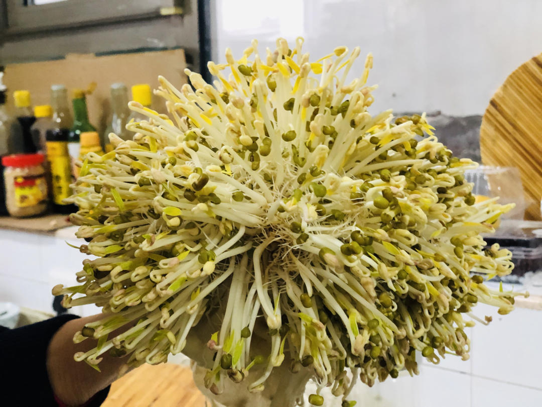 一次成功就发的豆芽