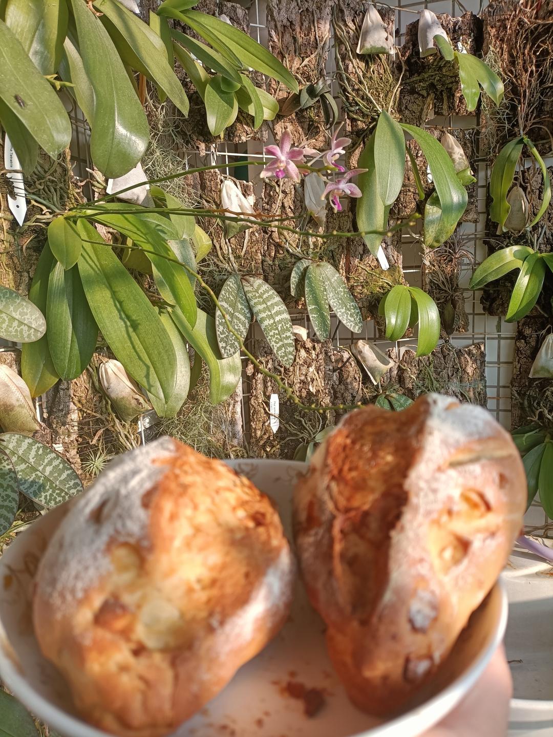 直接法简单上手｜法式多重水果软欧包