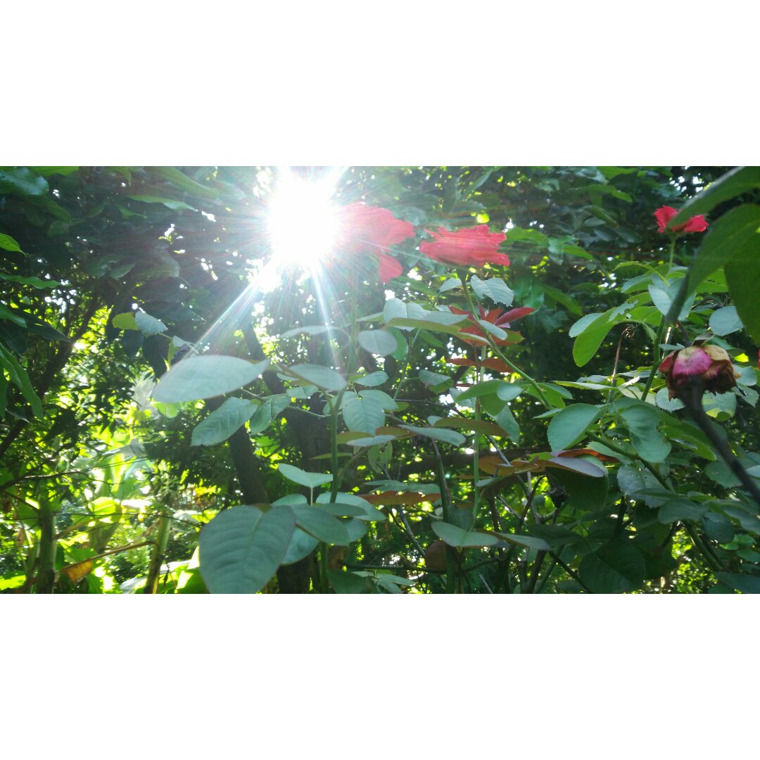 热爱生活的波比特人