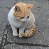 大脸_猫