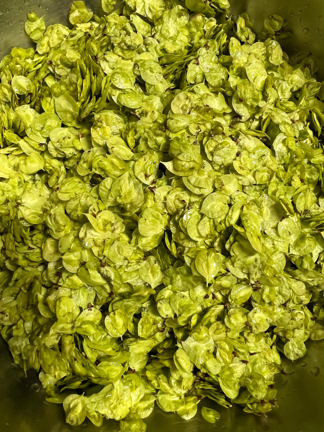 春日食鲜-榆钱馍馍