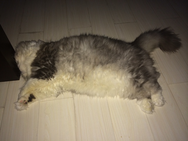 少爷威廉的快乐生活