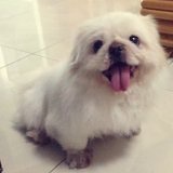 巧克力太肥糖