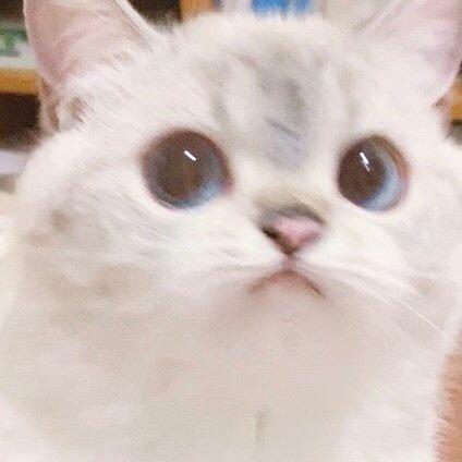 咸蛋超人咕咕