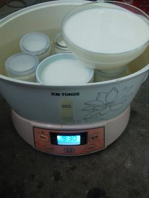 自制酸奶（电炖锅版本）的做法 步骤4