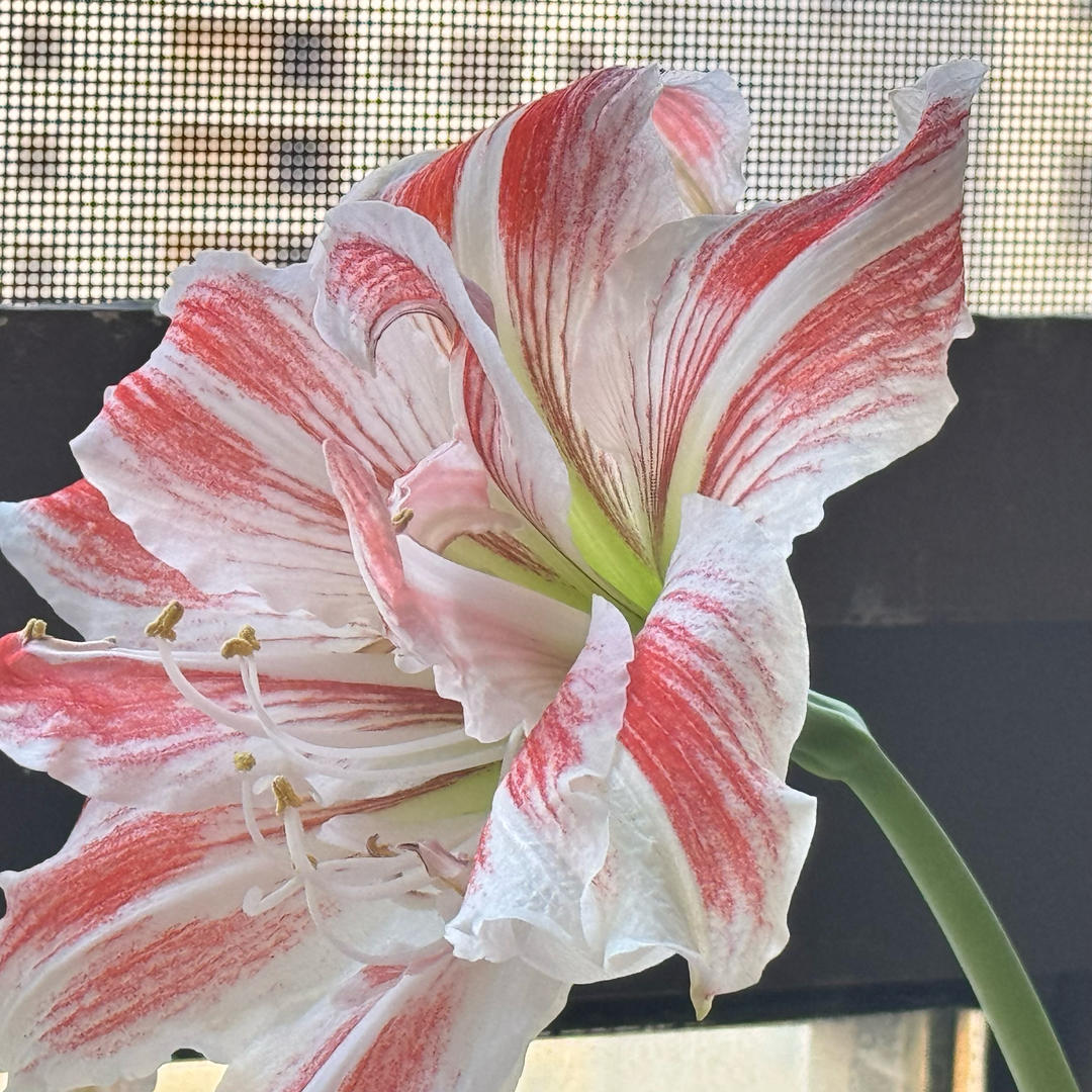 虾籽酱