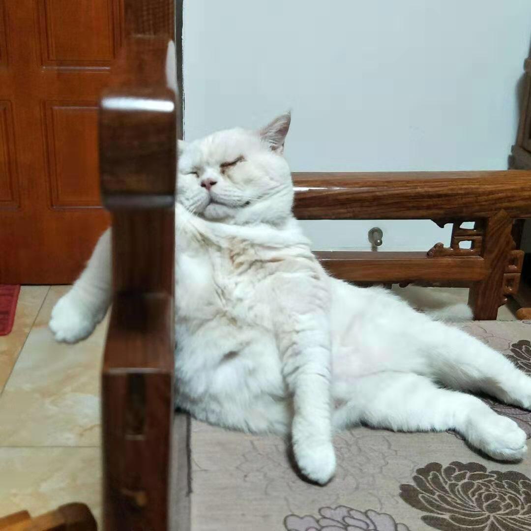 努力进步的喵一一