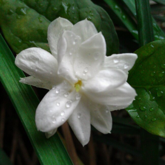 窗台茉莉开