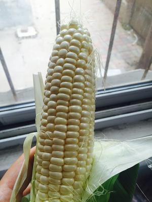 牛奶玉米🌽玉米汁的做法 步骤1