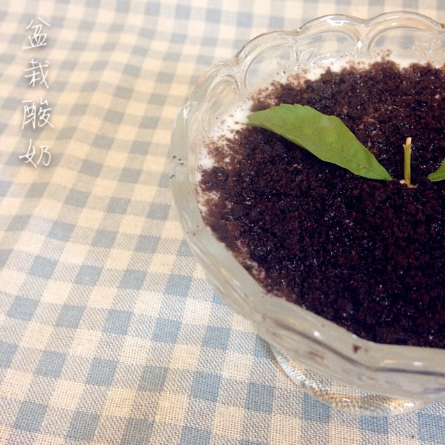 盆栽酸奶