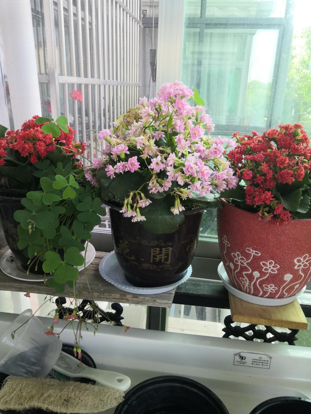 溏心蛋三明治+秋葵蒸蛋