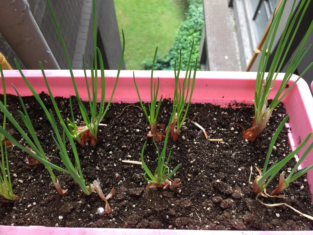 在家自己种小葱
