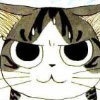 猫二゛