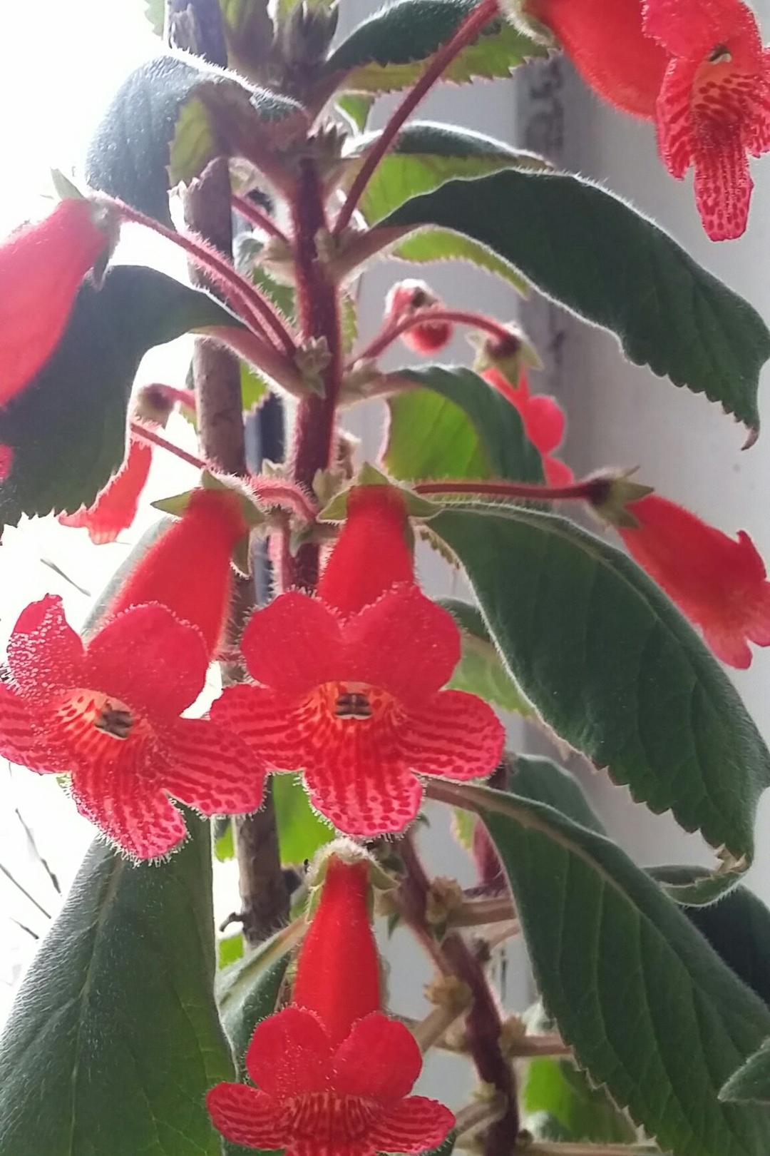 我的花园我的花