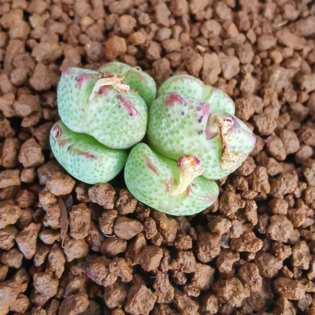 Cocolemon