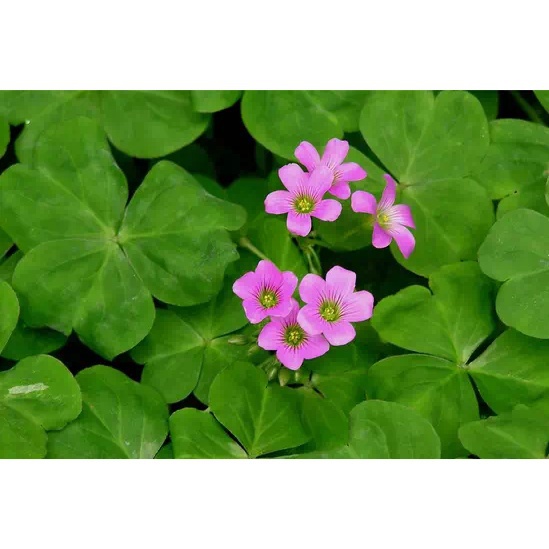香膏飘逸