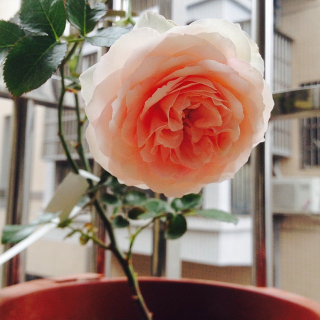 花，一辈子爱上你