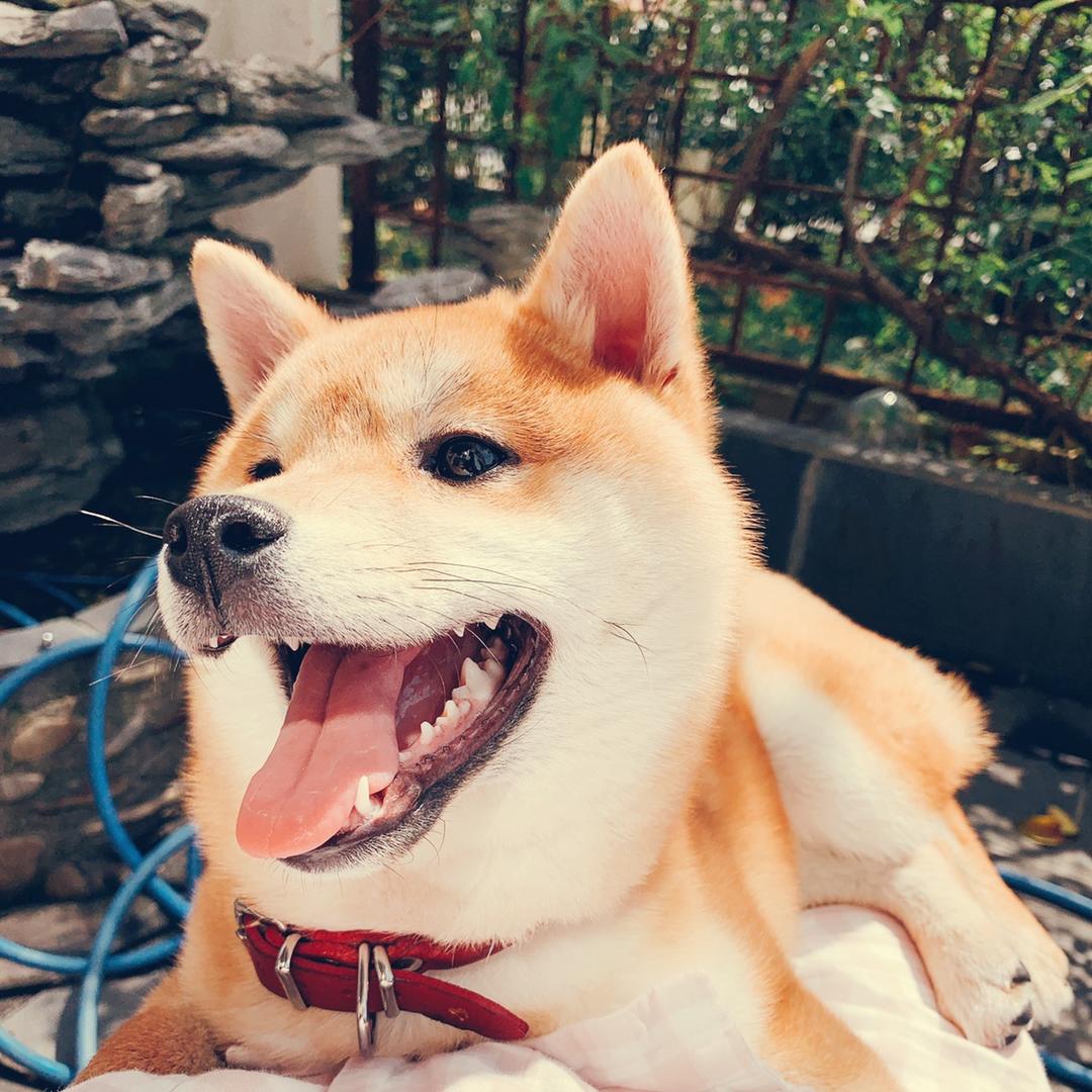 豆糯米团子