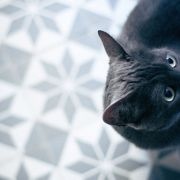 我妈说我是一只猫