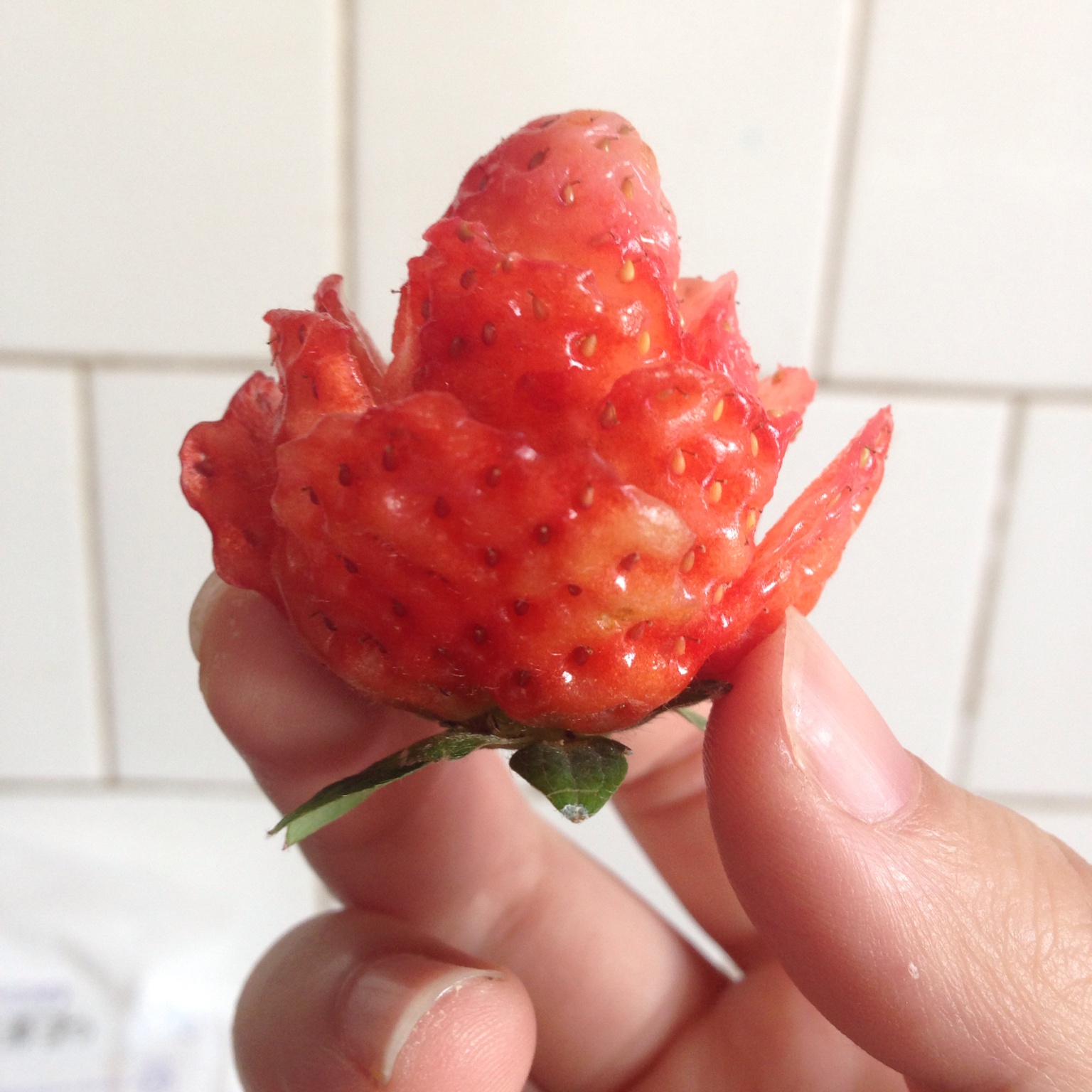 草莓玫瑰花