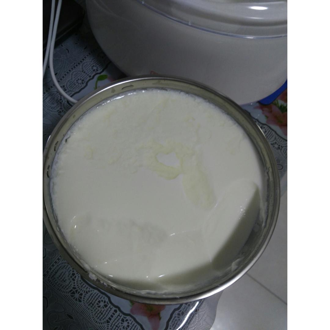 自制老酸奶