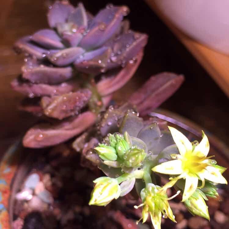 七七晗