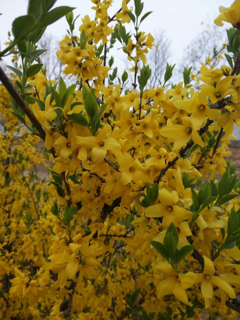 开花季