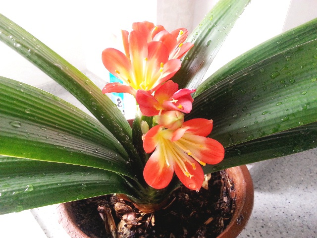 我的阳台我做主.我的名字叫小煮.