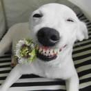 一直被注册有猫病