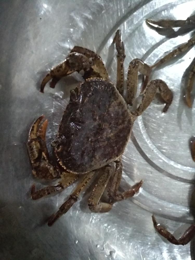 美味宵夜铁螃蟹的做法