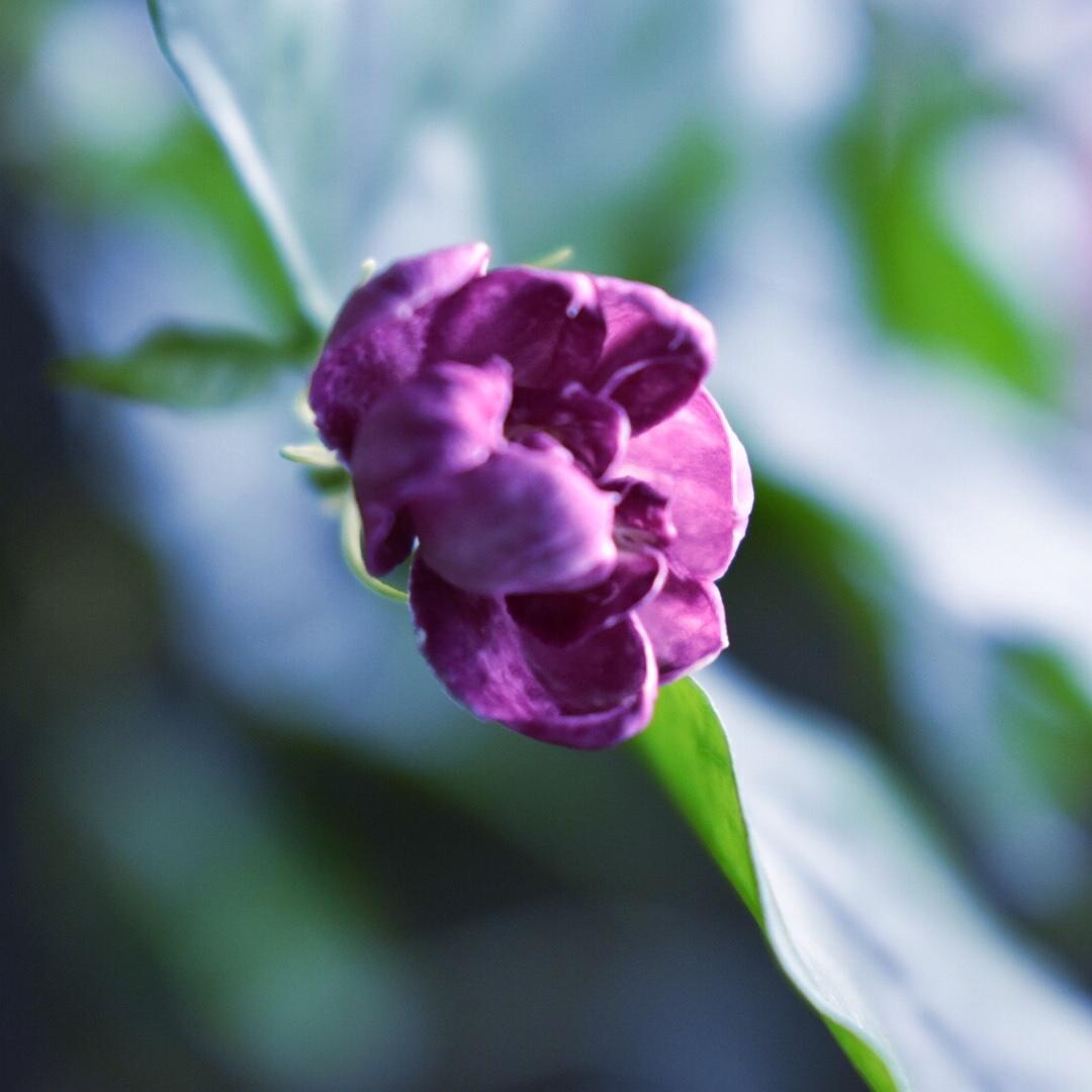 朗朗吃货爱厨房