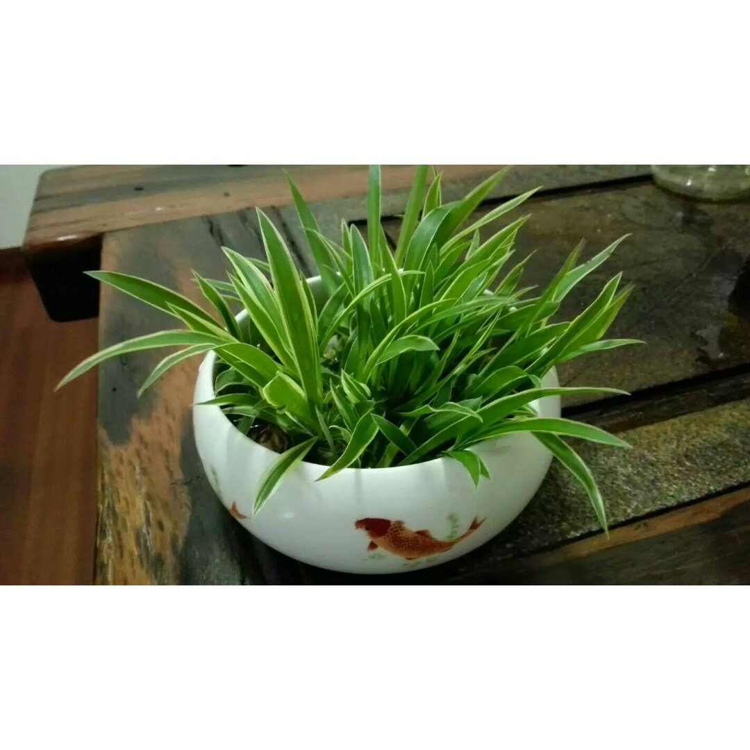 肥妹仔（浩阳妈）