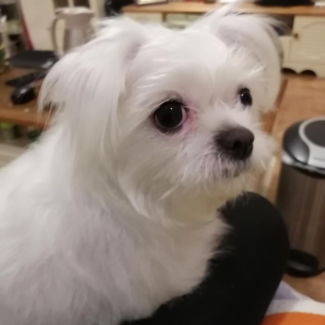 明明V