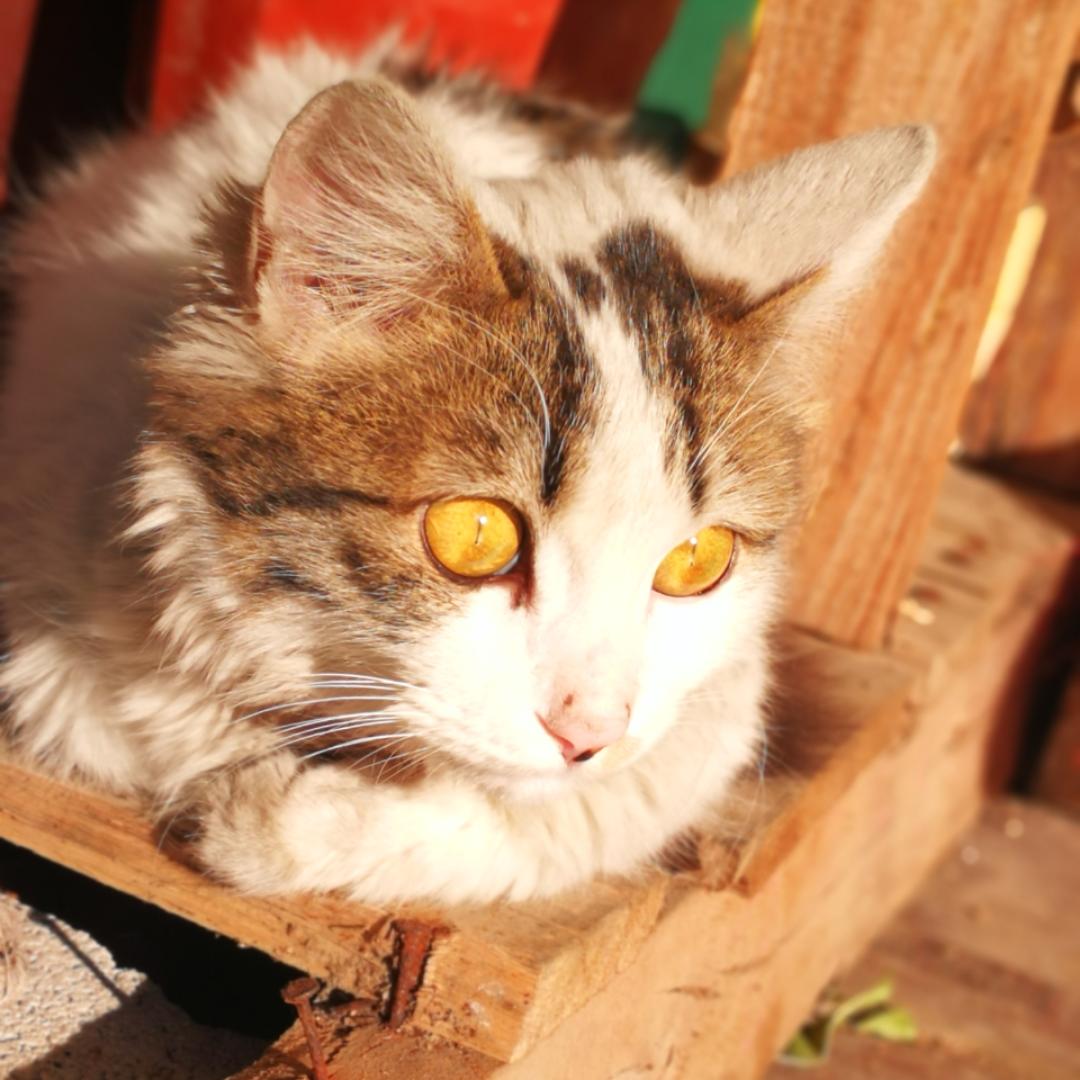 菇凉M猫