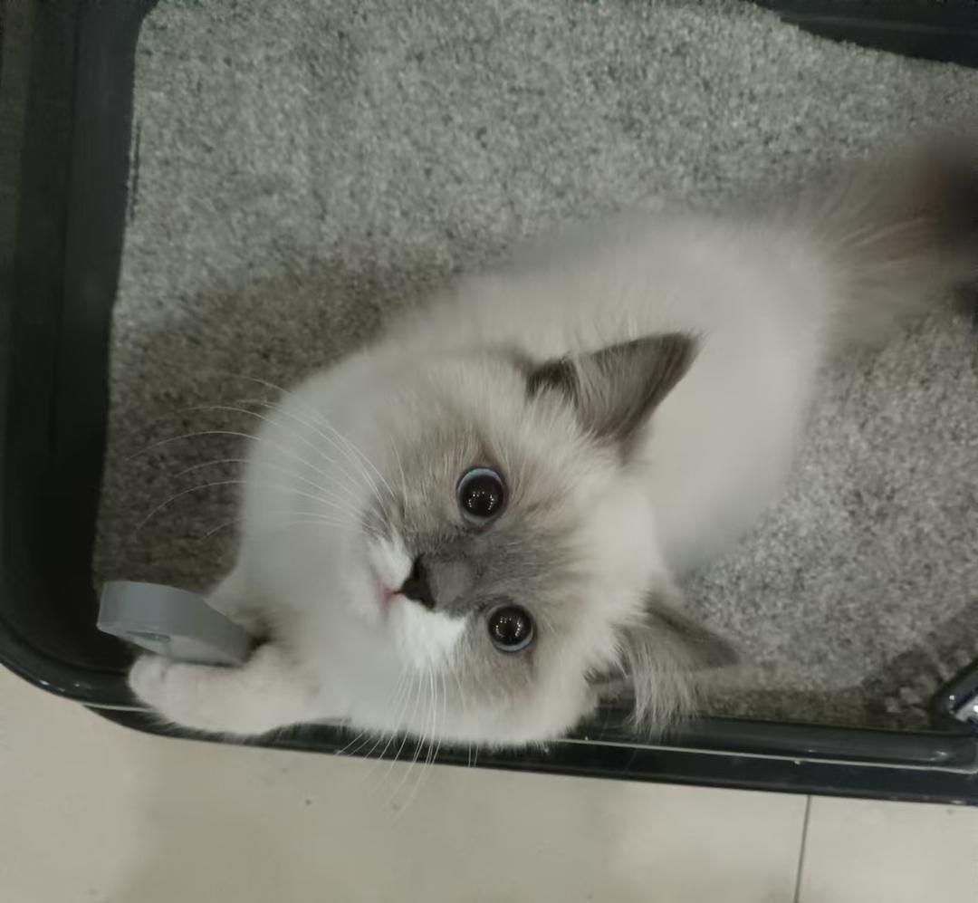 球球是只布偶猫
