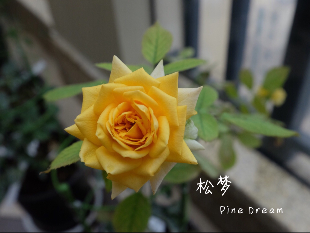 就像花一样开，灿烂又美好