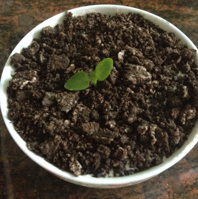 午餐•2014年11月15日