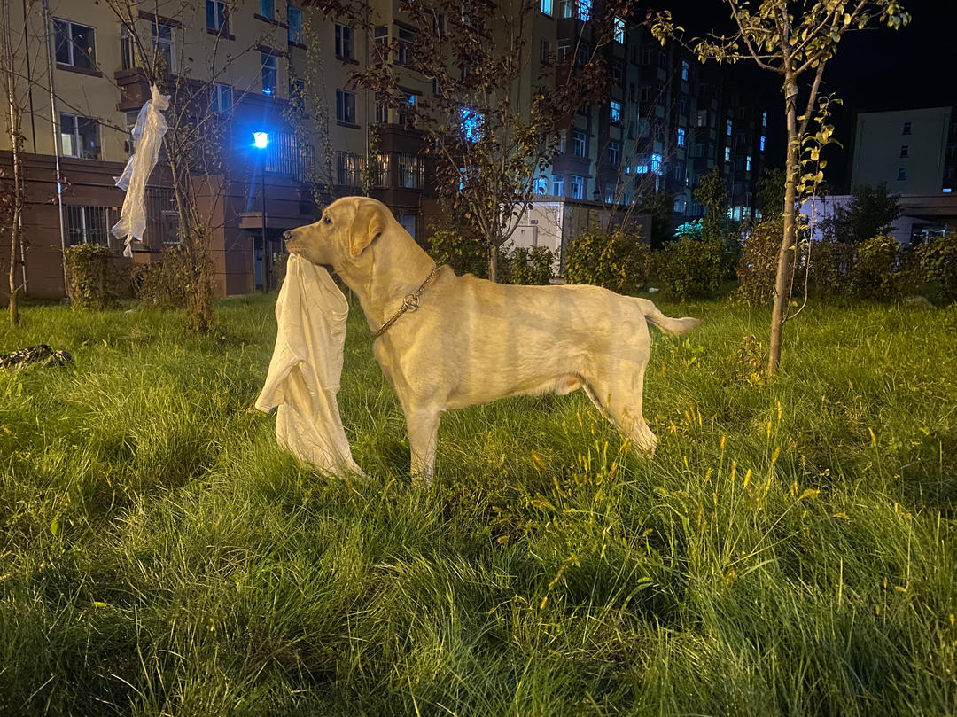 爱说话的爱妃