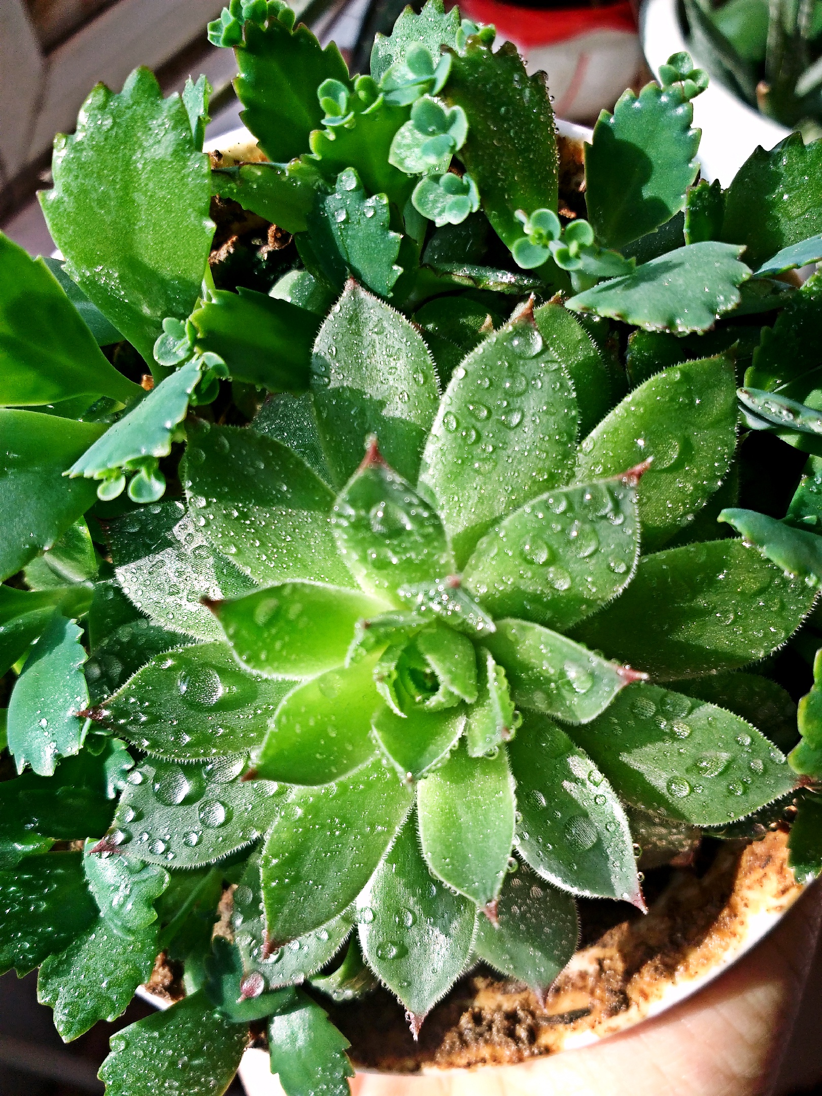 锅碗瓢盆交响曲