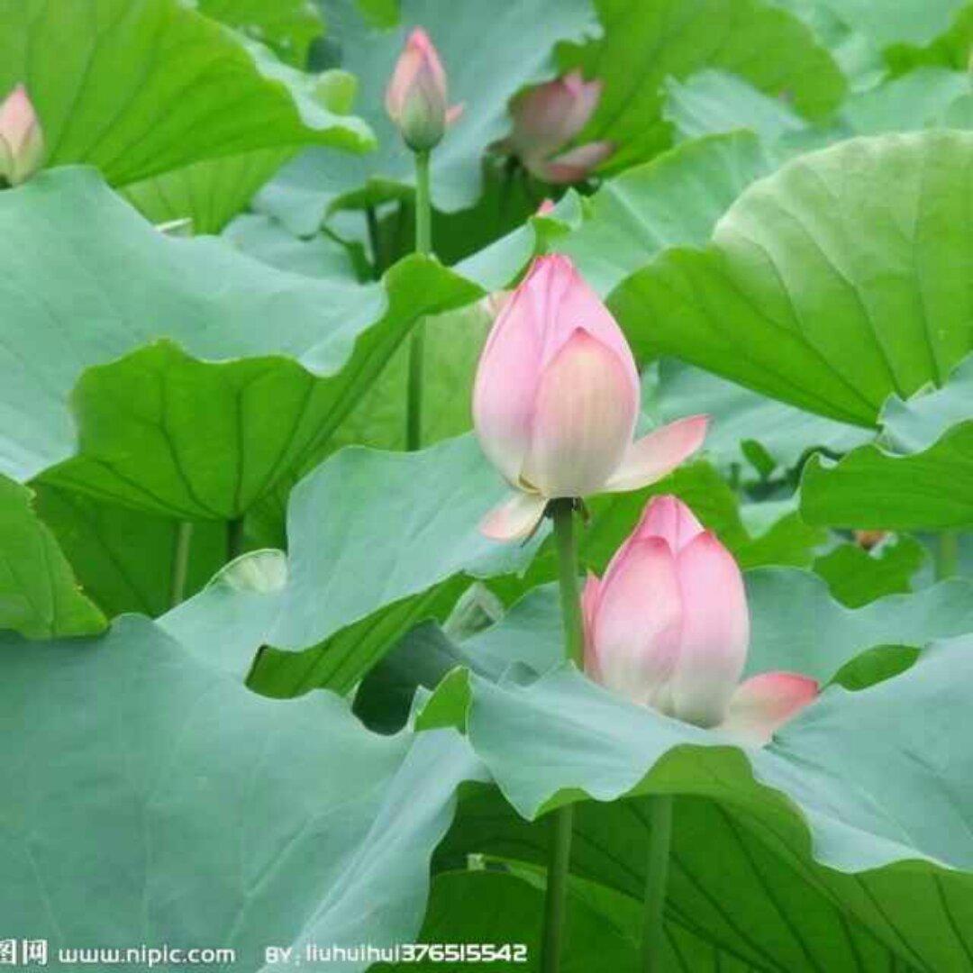快乐洋妈